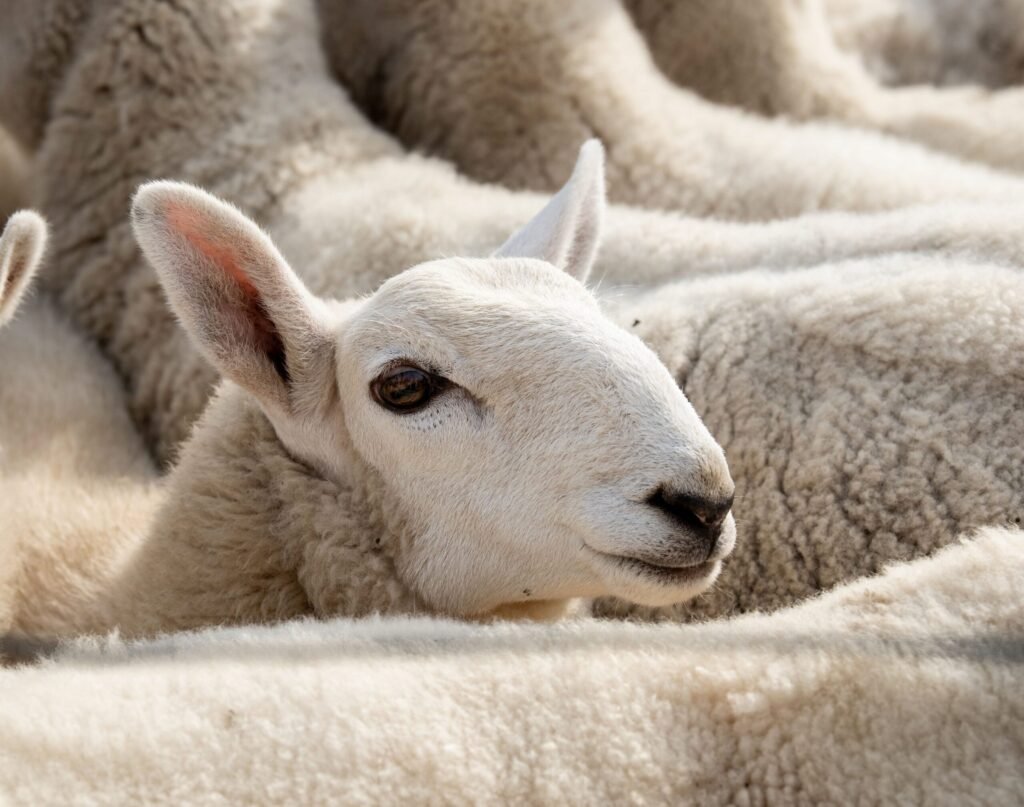 sheep on a19 wolviston