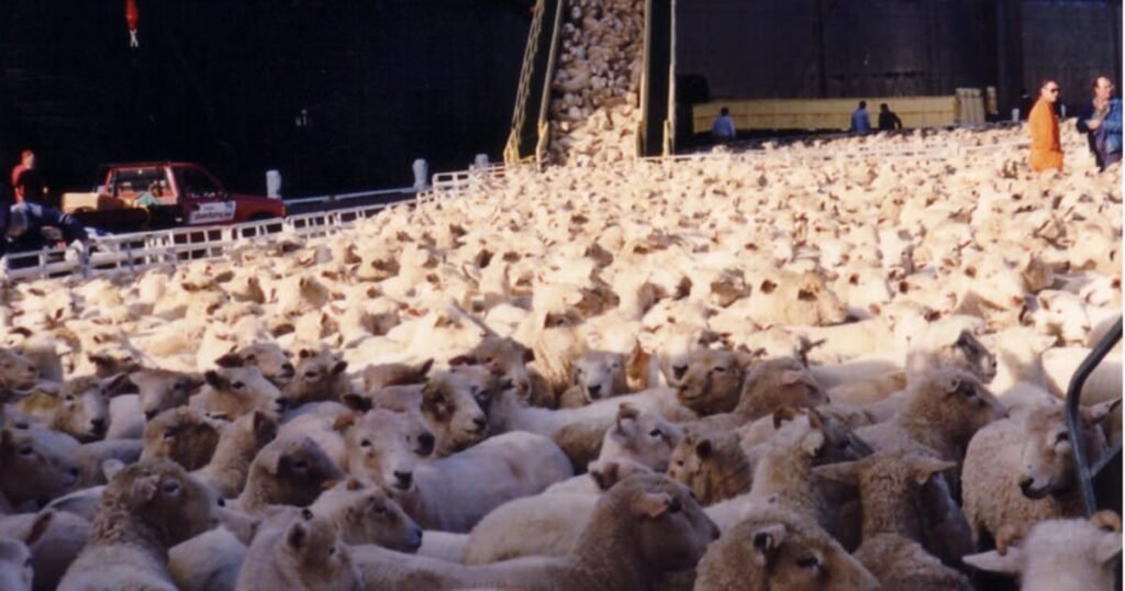 sheep on a19 wolviston