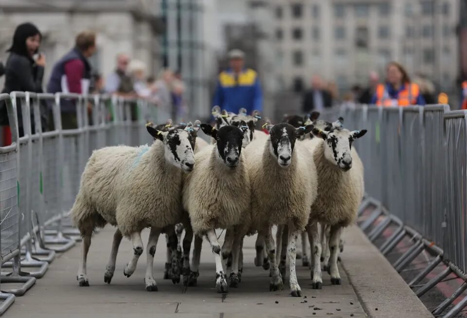 sheep on a19 wolviston